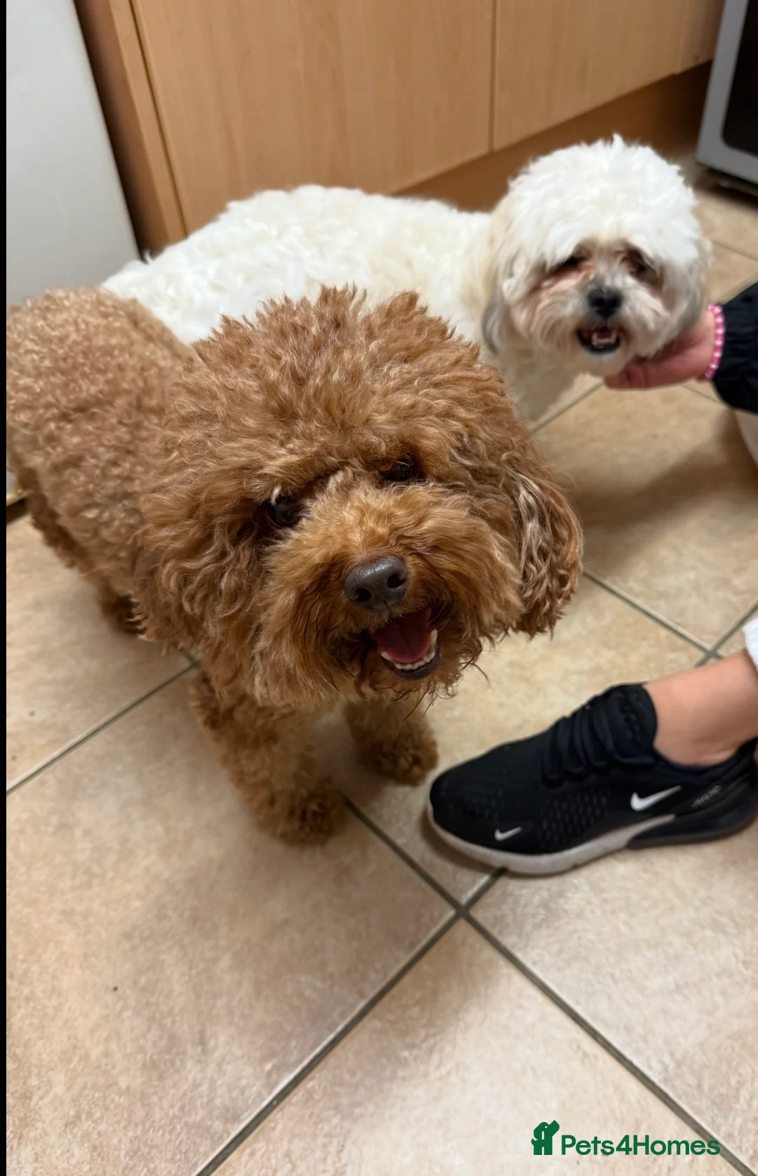 Maltipoo dogs for sale: Maltipoos due 15/3/26 waiting list  in Prescot - Advert 10