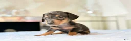 Miniature Dachshund dogs for sale: MINI DACHSHUND PUPPIES  - Advert 15