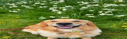 Golden Retriever dogs for sale: Golden Retriever - Seeking an Experienced Home - Advert 9