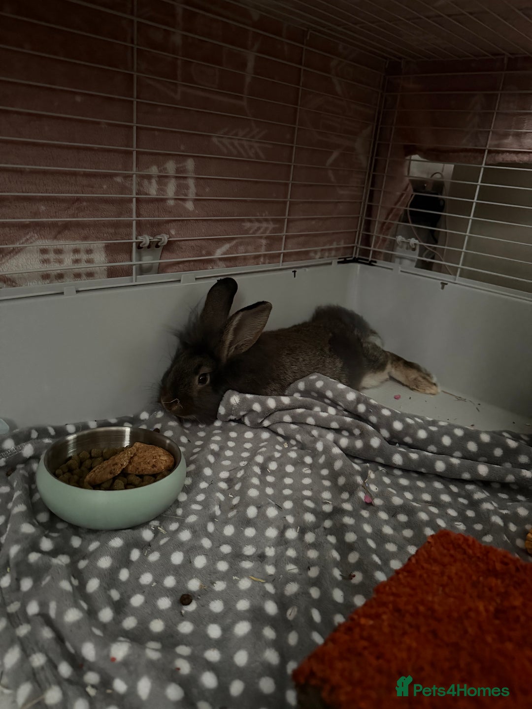 Lionhead rabbits for sale: Gorgeous Male Lionhead - Advert 2