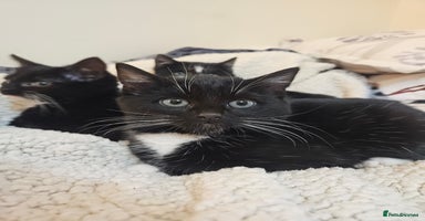 Mixed Breed cats Friendly kittens different ages - ready now - Advert 5