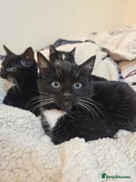 Mixed Breed cats Friendly kittens different ages - ready now - Advert 5