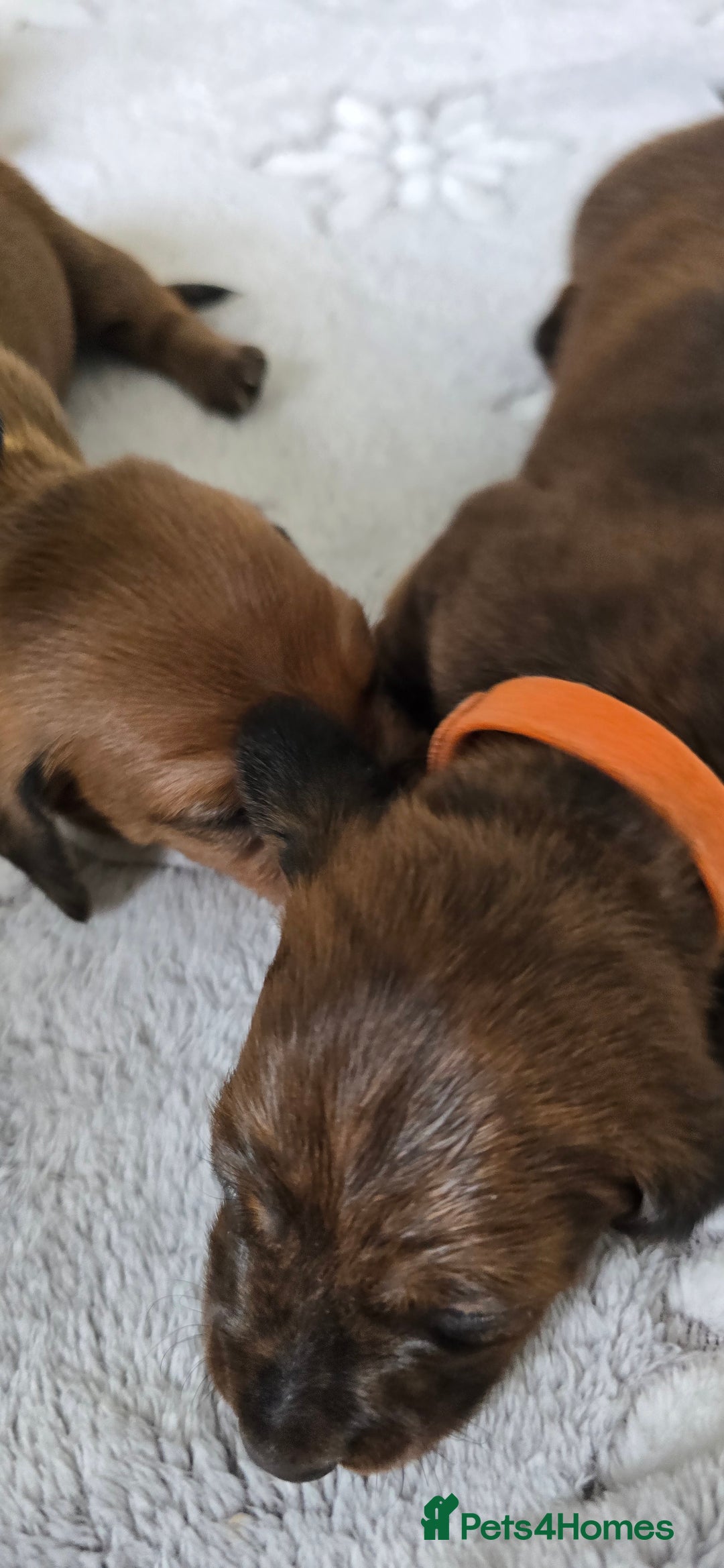 Miniature Dachshund dogs for sale: Miniature dachshund  - Image 15