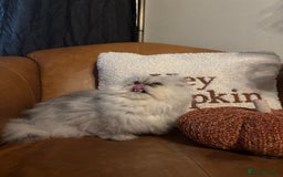 Persian cats for sale: Beautiful Persian Male  - Image 5