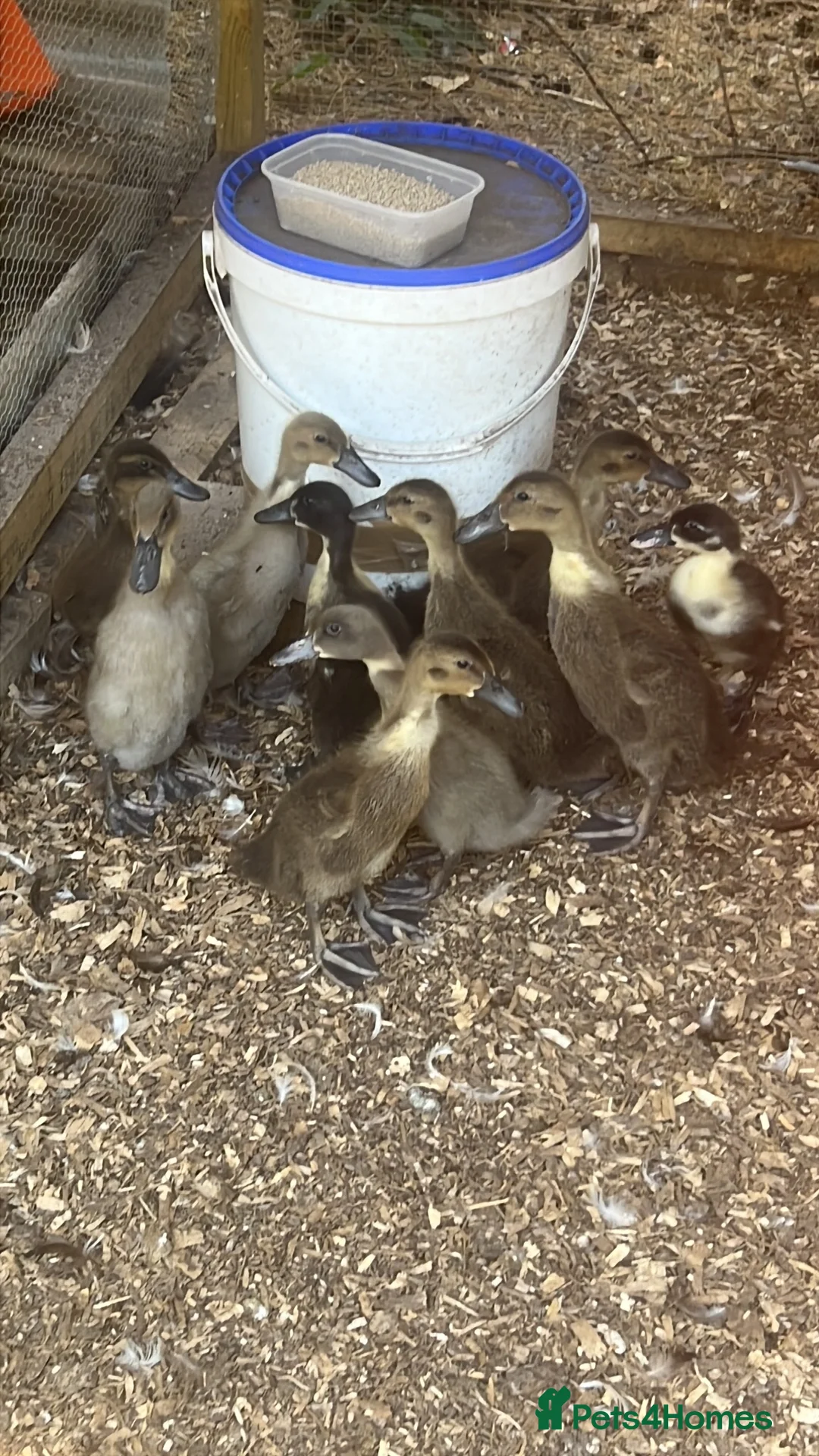 Ducks poultry for sale: Ducklings - Advert 12