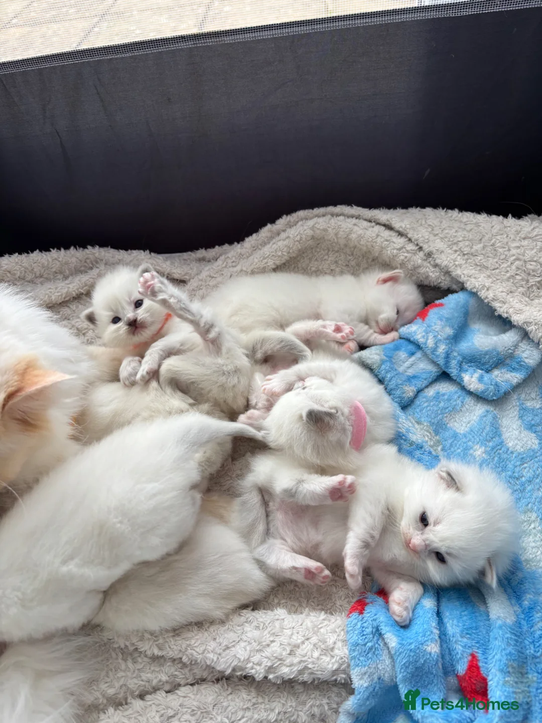 Ragdoll cats for sale: Beautiful Ragdoll Kittens in Lydney - Advert 1