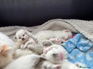Ragdoll cats Beautiful Ragdoll Kittens - Advert 1