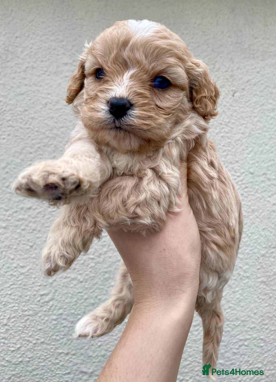 Cavapoo dogs for sale: Extensively Health tested F1 Toy Cavapoo puppies - Advert 4