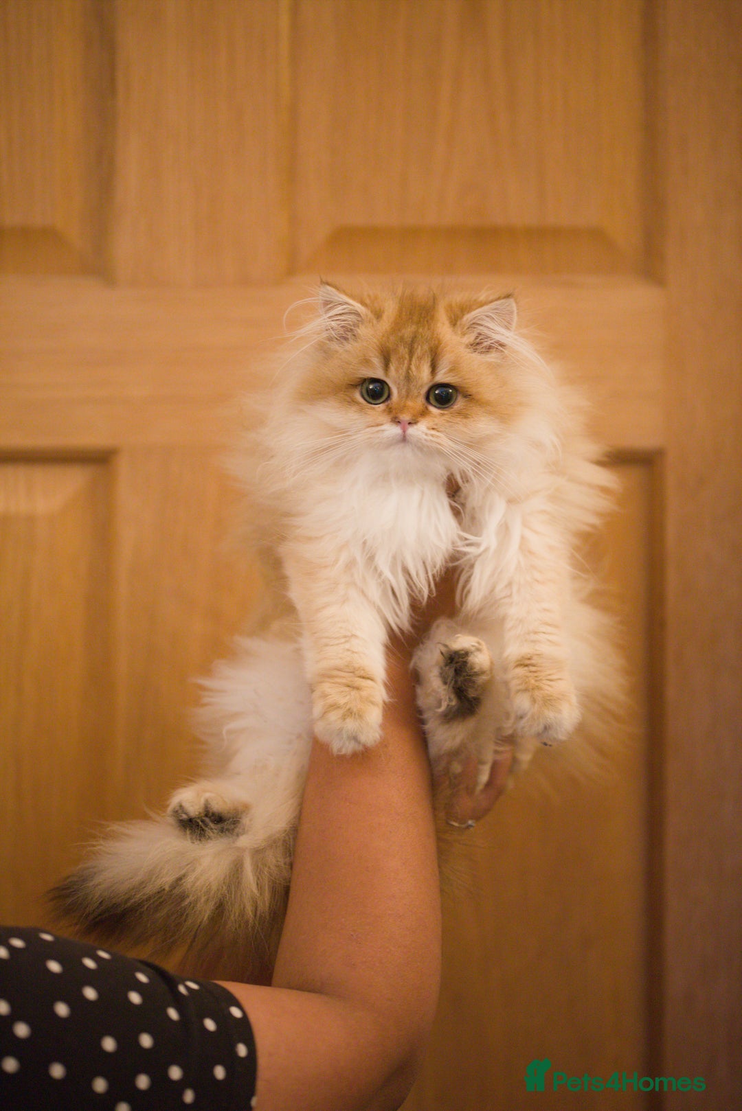 British Longhair cats for sale: British longhair kitten Golden NY11 - Image 5