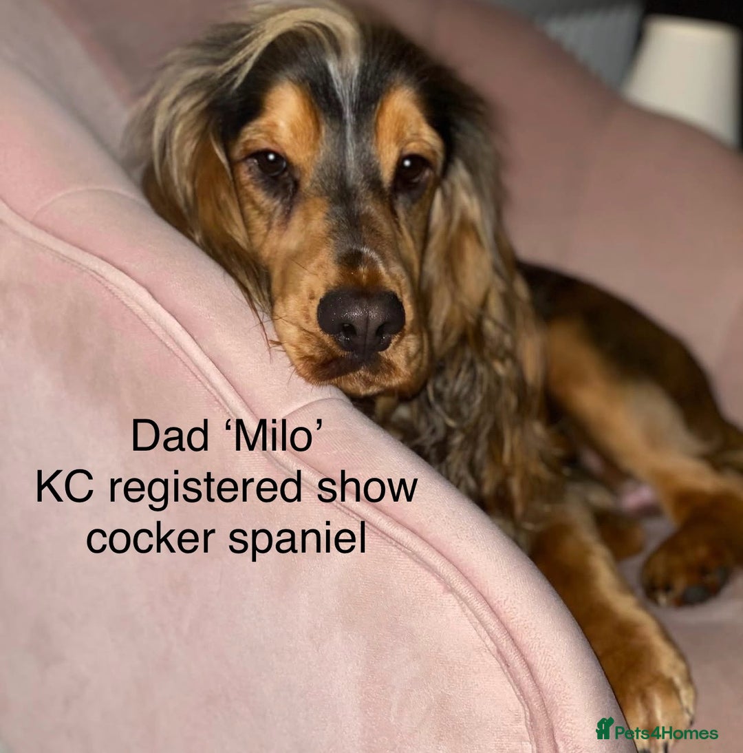 Cockapoo dogs for sale: F1B cockapoo puppies - Image 5