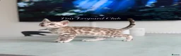 Bengal cats for sale: Stunning Snow Mink and Sepia TICA Pedigree Bengals - Advert 9