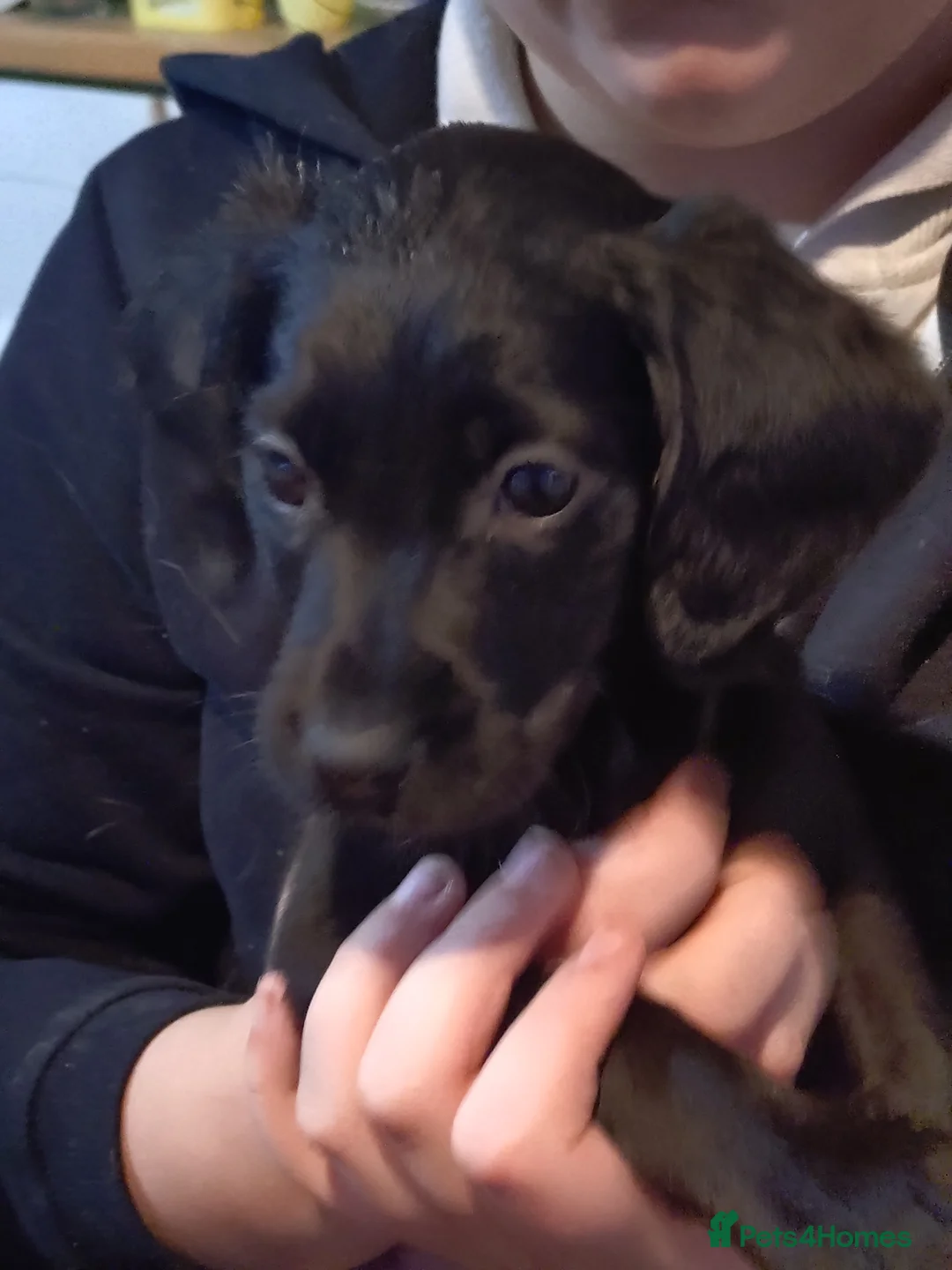 Springador dogs for sale: Springador bitch for sale  - Advert 2