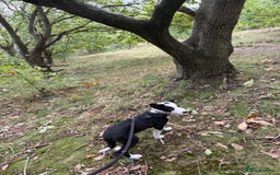 Border Collie dogs for sale: Border Collie for sale - Image 6