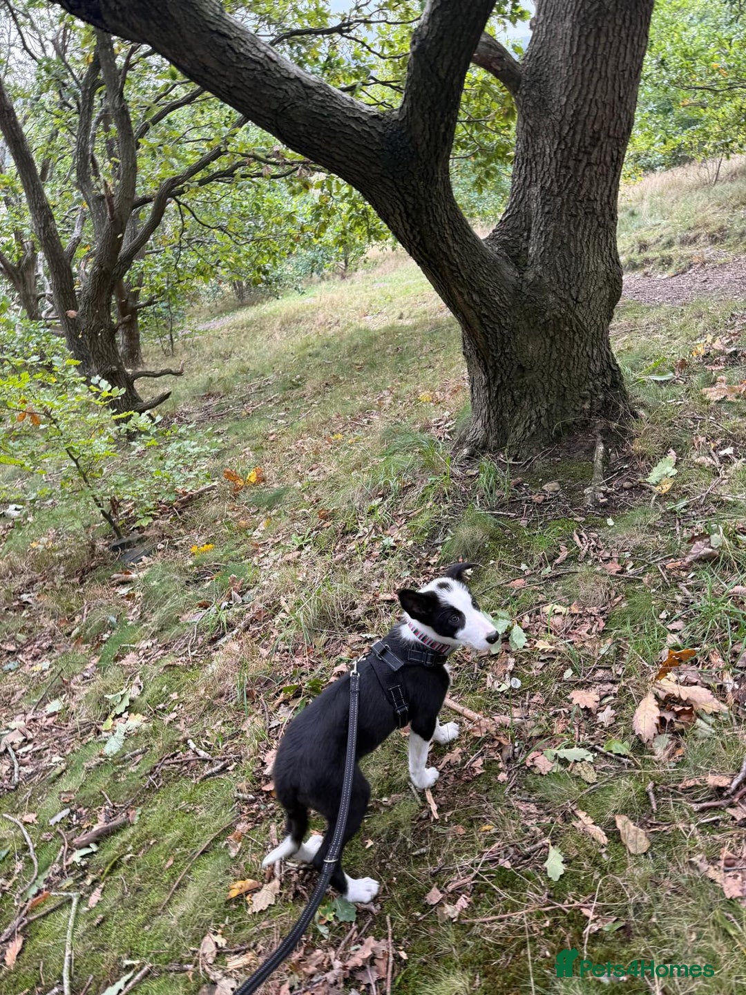 Border Collie dogs for sale: Border Collie for sale - Image 6