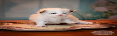 Ragdoll Kitten 1
