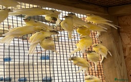 Canaries birds for sale: Rylander canary’s  - Image 1