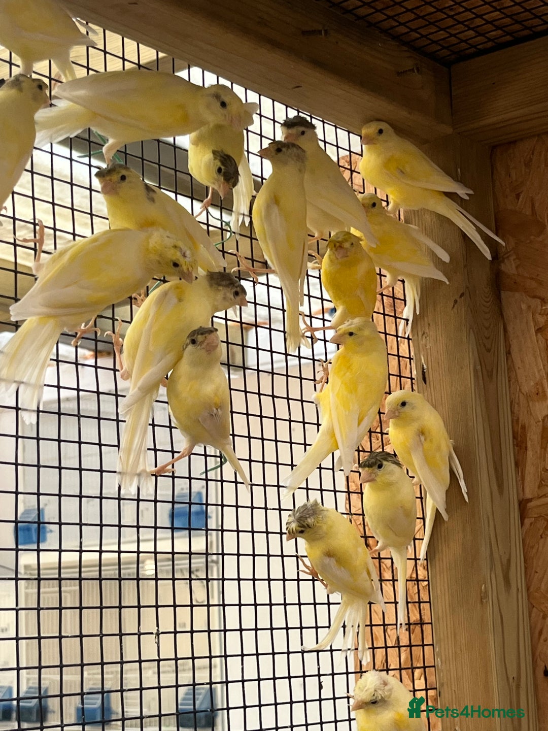 Canaries birds for sale: Rylander canary’s  - Image 1