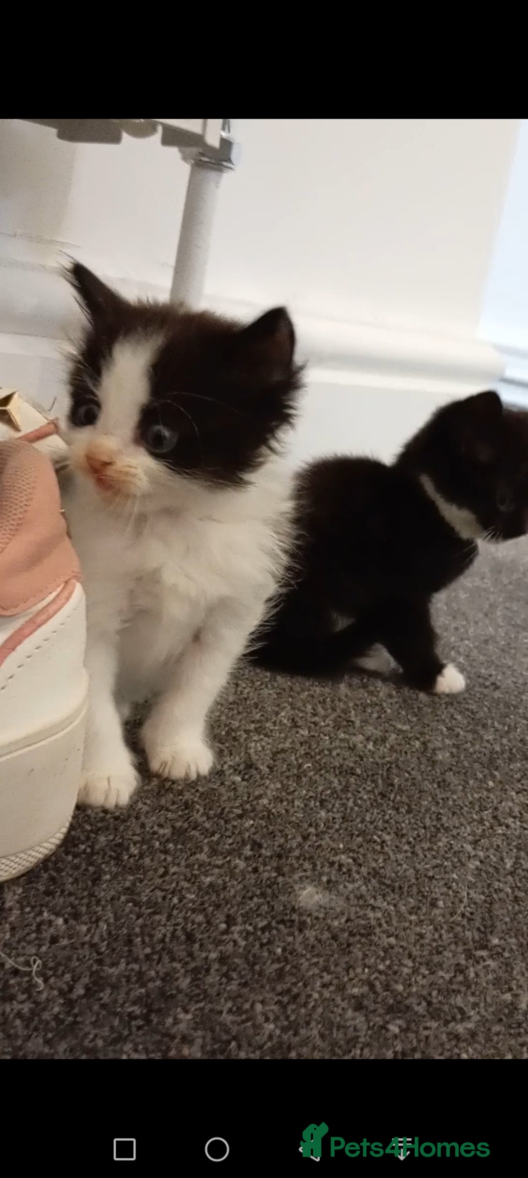 Mixed Breed cats for sale: Ragdoll mix tuxedo kittens - Image 12