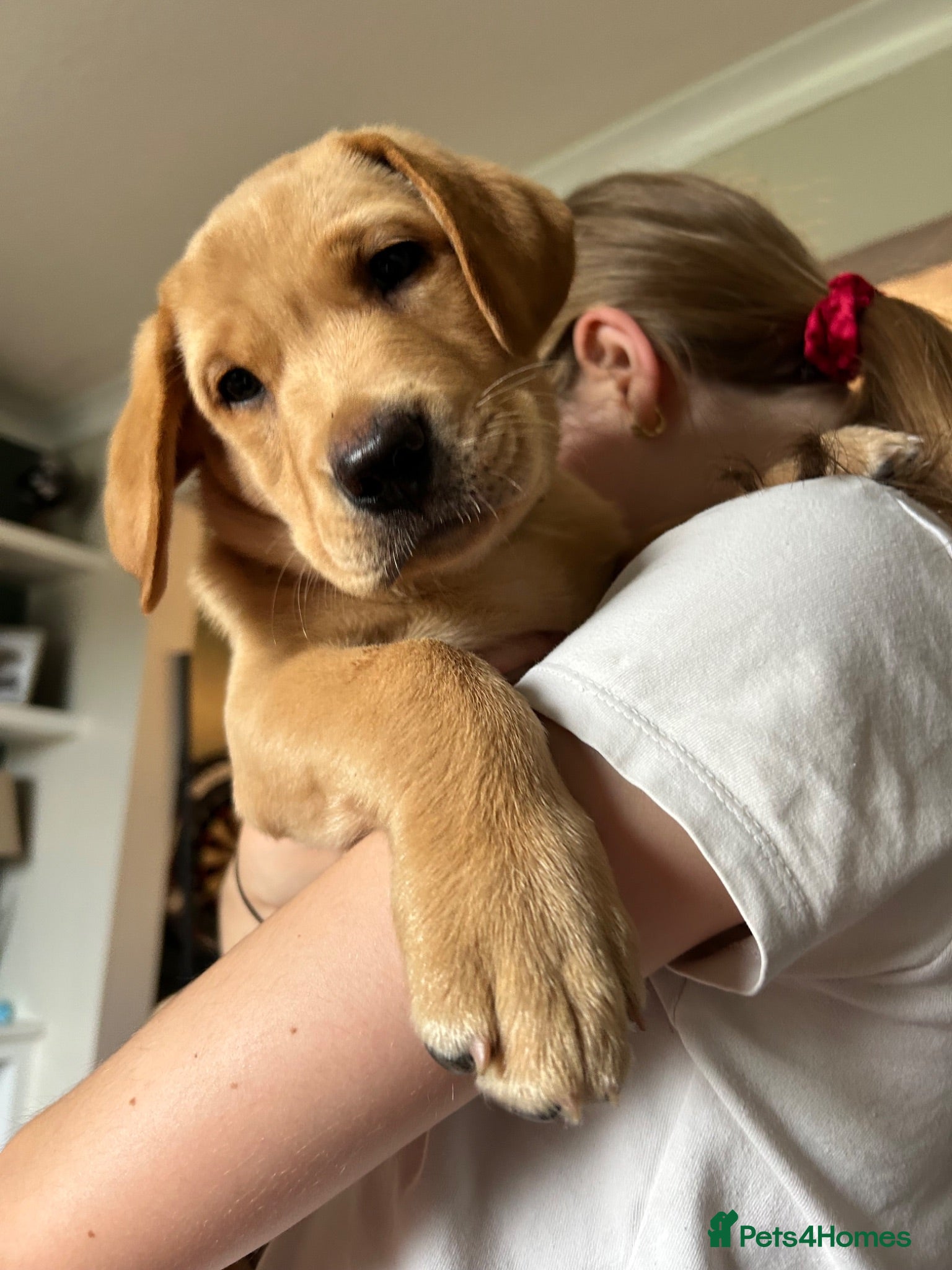 Labrador Retriever dogs *1 boy left* KC Registered Red Fox Lab Puppies - Advert 1