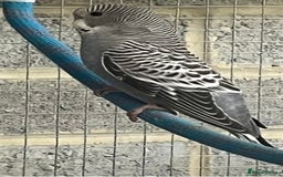 Budgerigars birds for sale: Baby budgies  - Advert 6