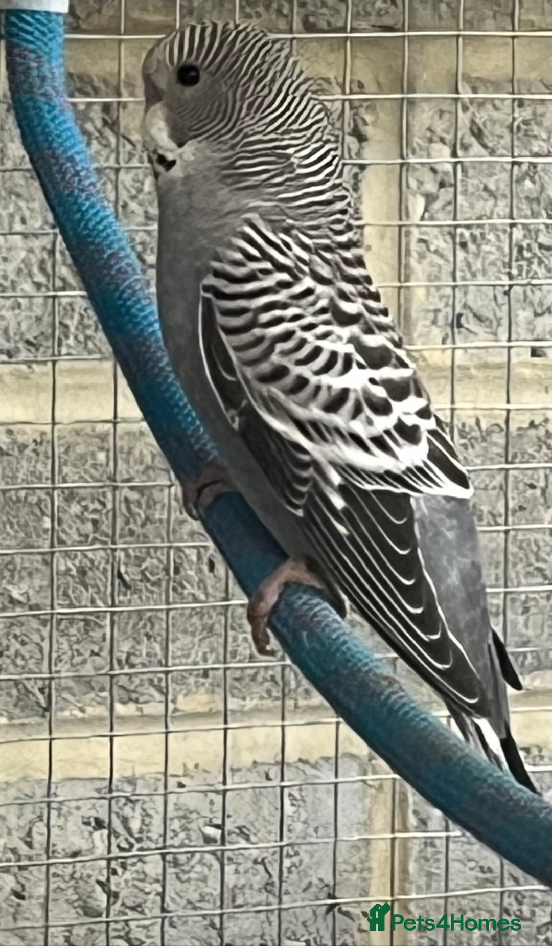 Budgerigars birds for sale: Baby budgies  - Advert 6