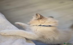 Ragdoll cats for sale: Ragdoll Kittens  - Advert 5