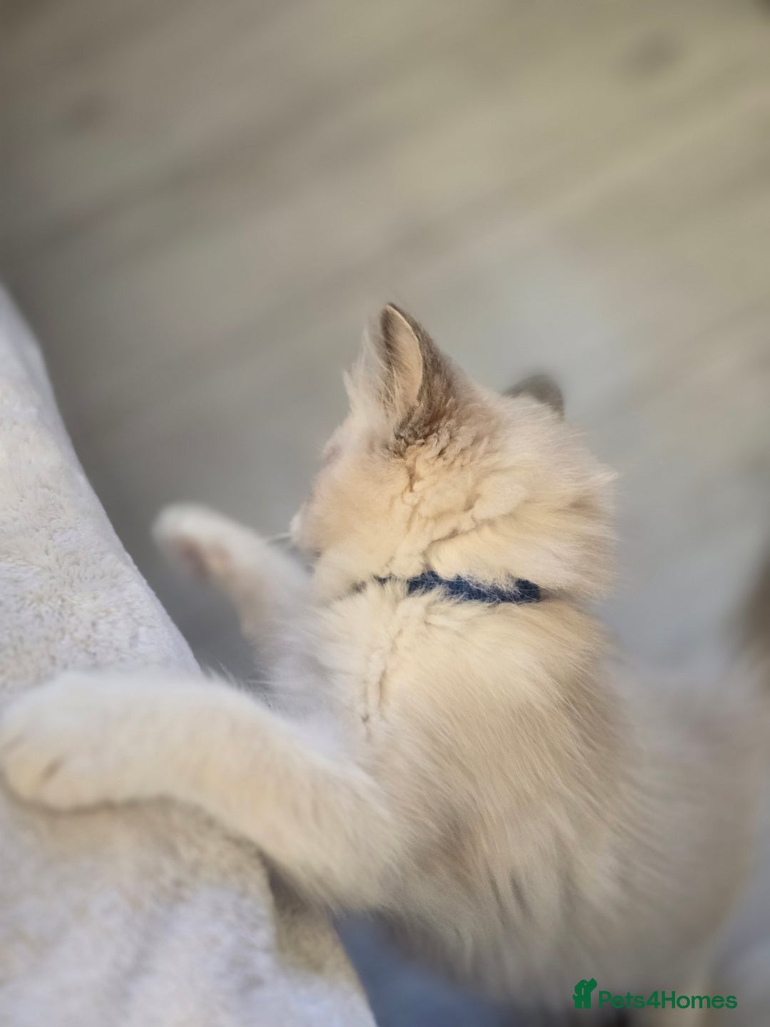 Ragdoll cats for sale: Ragdoll Kittens  - Advert 5