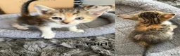 American Shorthair cats for sale: 4 kittens - Advert 3