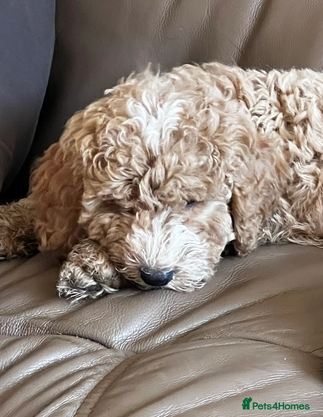 Cockapoo dogs for stud: T2 Cockerpoo for Stud - Advert 11