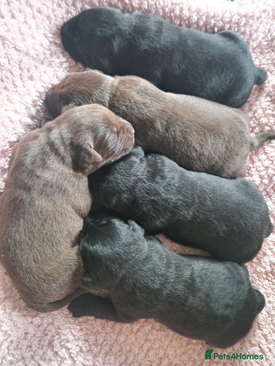 Labrador Retriever dogs for sale: 3x Male labrador puppies  - Image 7