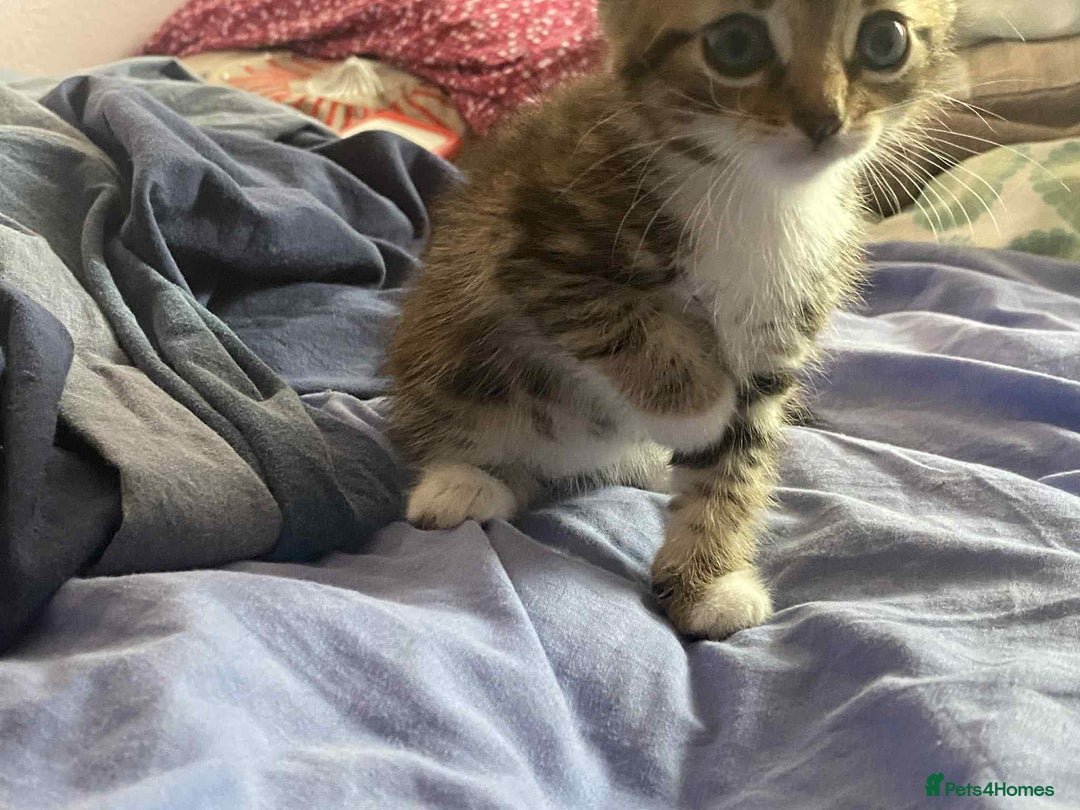 Mixed Breed cats for sale: Adorable kittens  - Image 5