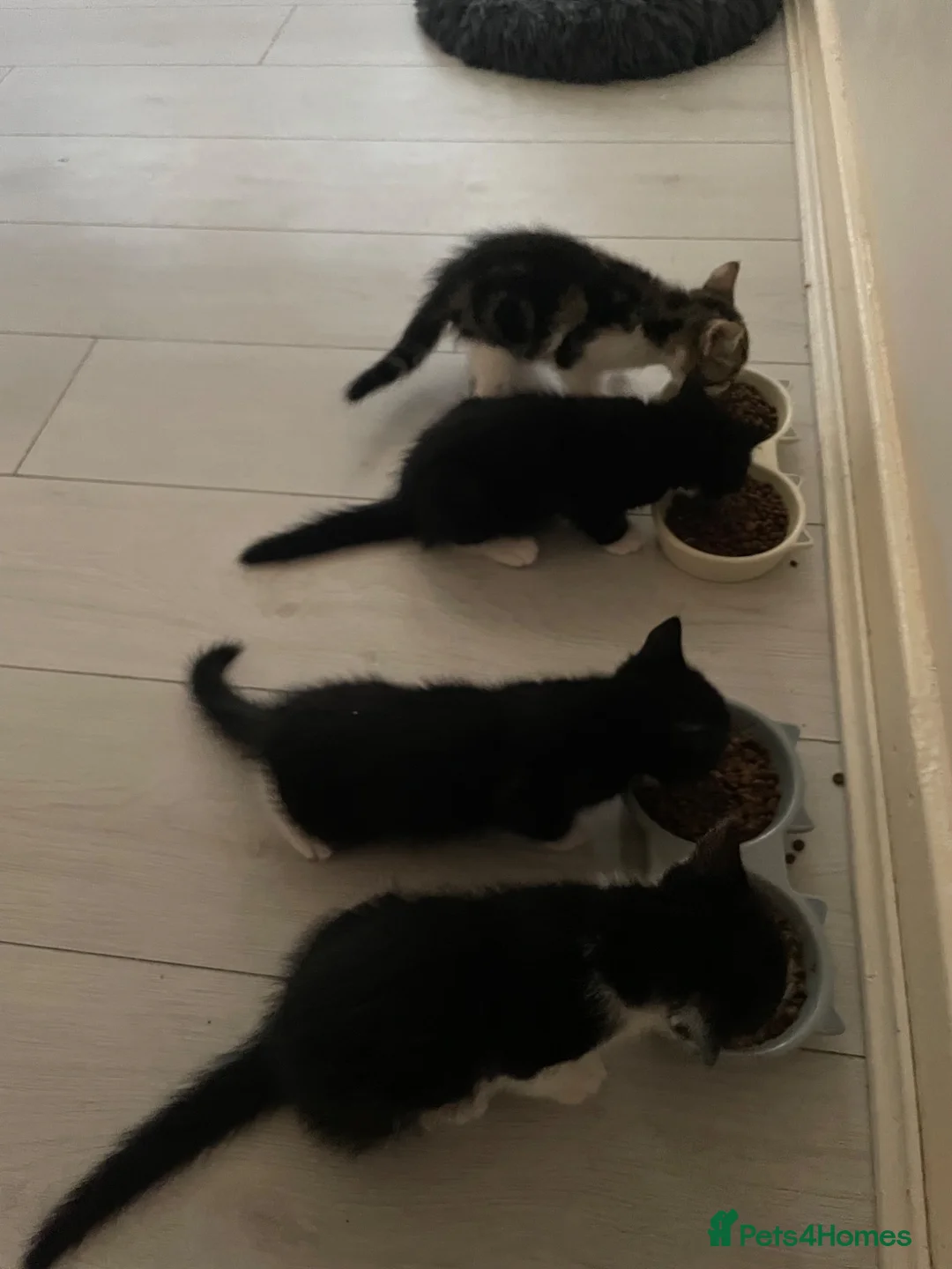 Mixed Breed cats for sale: 4 beautiful kittens ready now - Advert 2