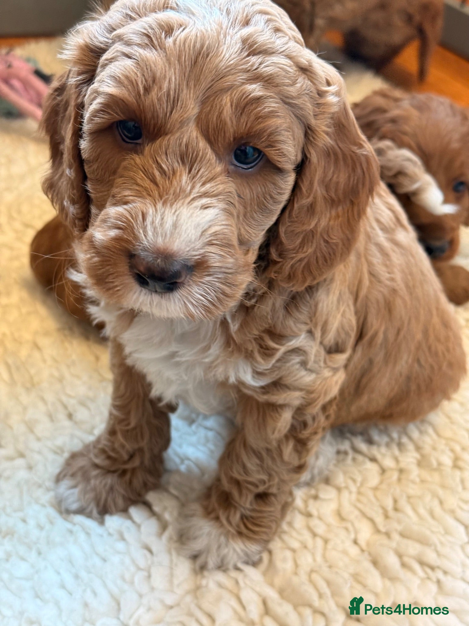 Australian Labradoodle dogs Australian labradoodles  - Advert 2