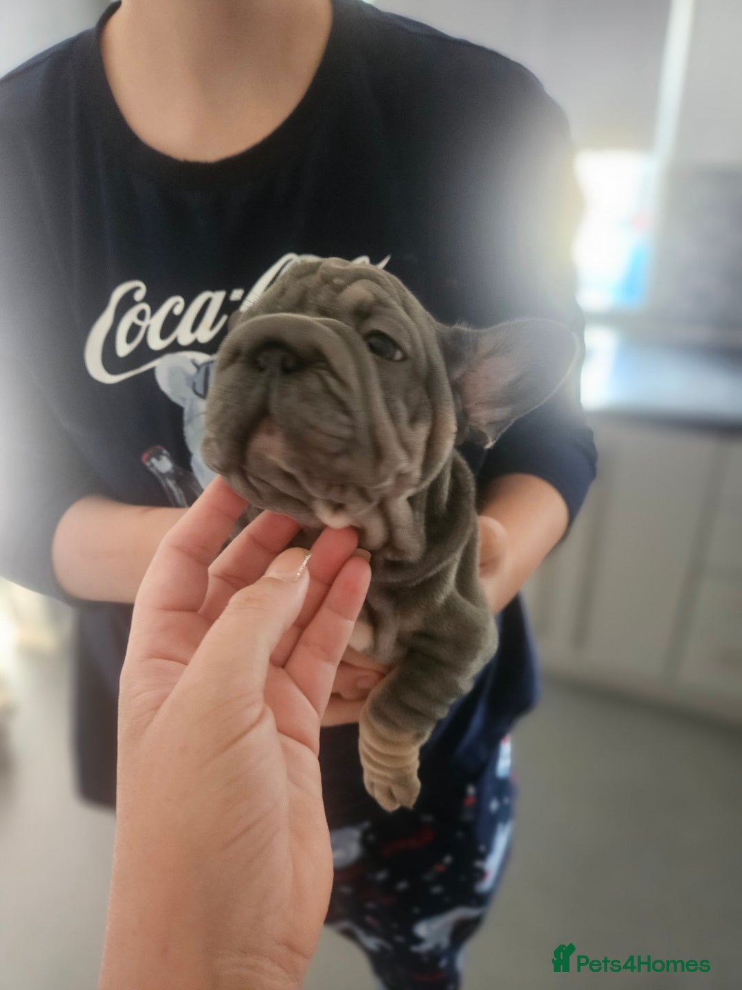 French Bulldog dogs for sale:  Beautiful french bulldog puppies for sale - Image 20