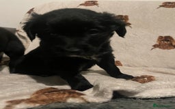 Mixed Breed dogs for sale: 🌟 Collie x Golden Retriever Puppies 🌟 - Image 9