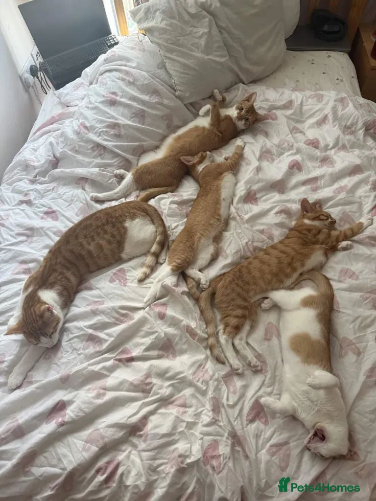 Mixed Breed cats 4 Beautiful 6 month old kittens - Advert 3
