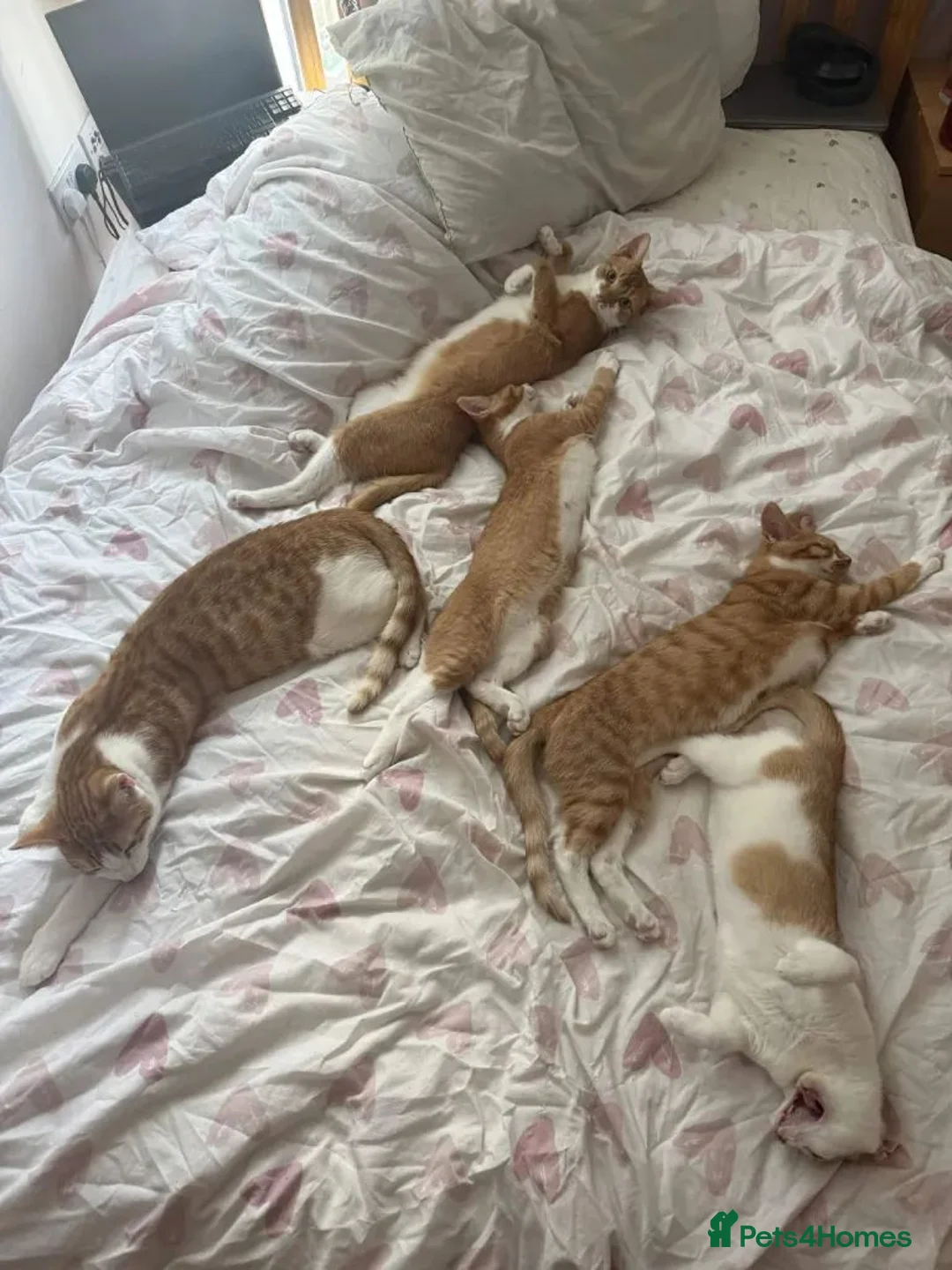 Mixed Breed cats for sale: 4 Beautiful 6 month old kittens in Hemel Hempstead - Advert 1