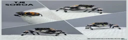Spiders invertebrates for sale: Jumping spiders - Advert 7