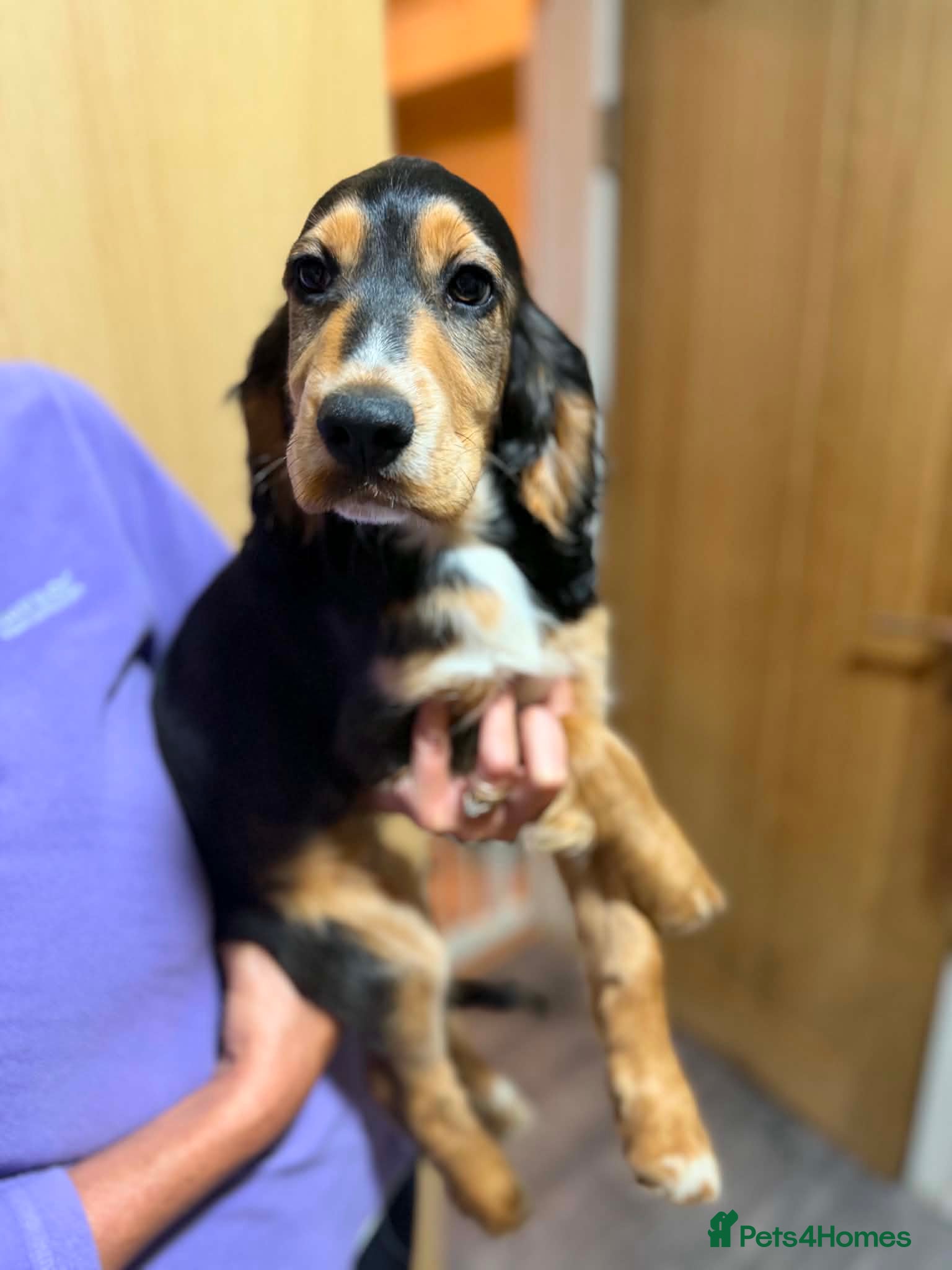 Cocker Spaniel dogs £795 had both vaccinations  - Advert 14