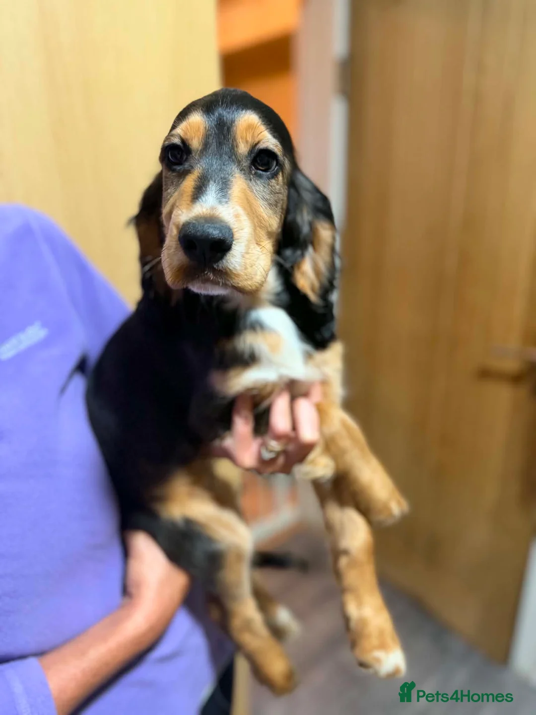 Cocker Spaniel dogs for sale: £850 had both vaccinations  - Advert 2