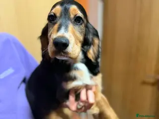 Cocker Spaniel dogs £795 had both vaccinations - Advert 14
