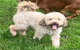 Toy Poodle dogs for stud: Toy poodle available for stud  in Rowlands Gill - Image 30