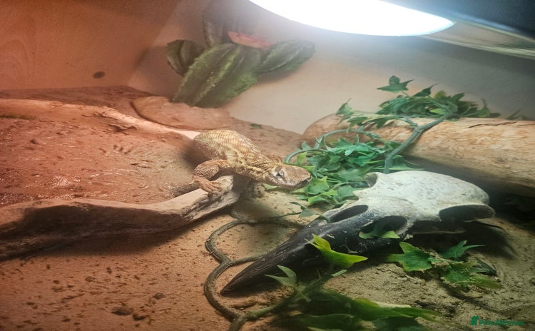 Lizard reptiles - Advert 1