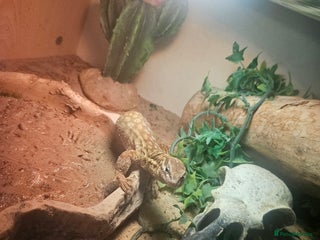 Lizard reptiles - Advert 9