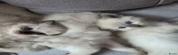 Ragdoll cats for sale: Beautiful Ragdoll Kittens Ready From 11th August - Advert 8