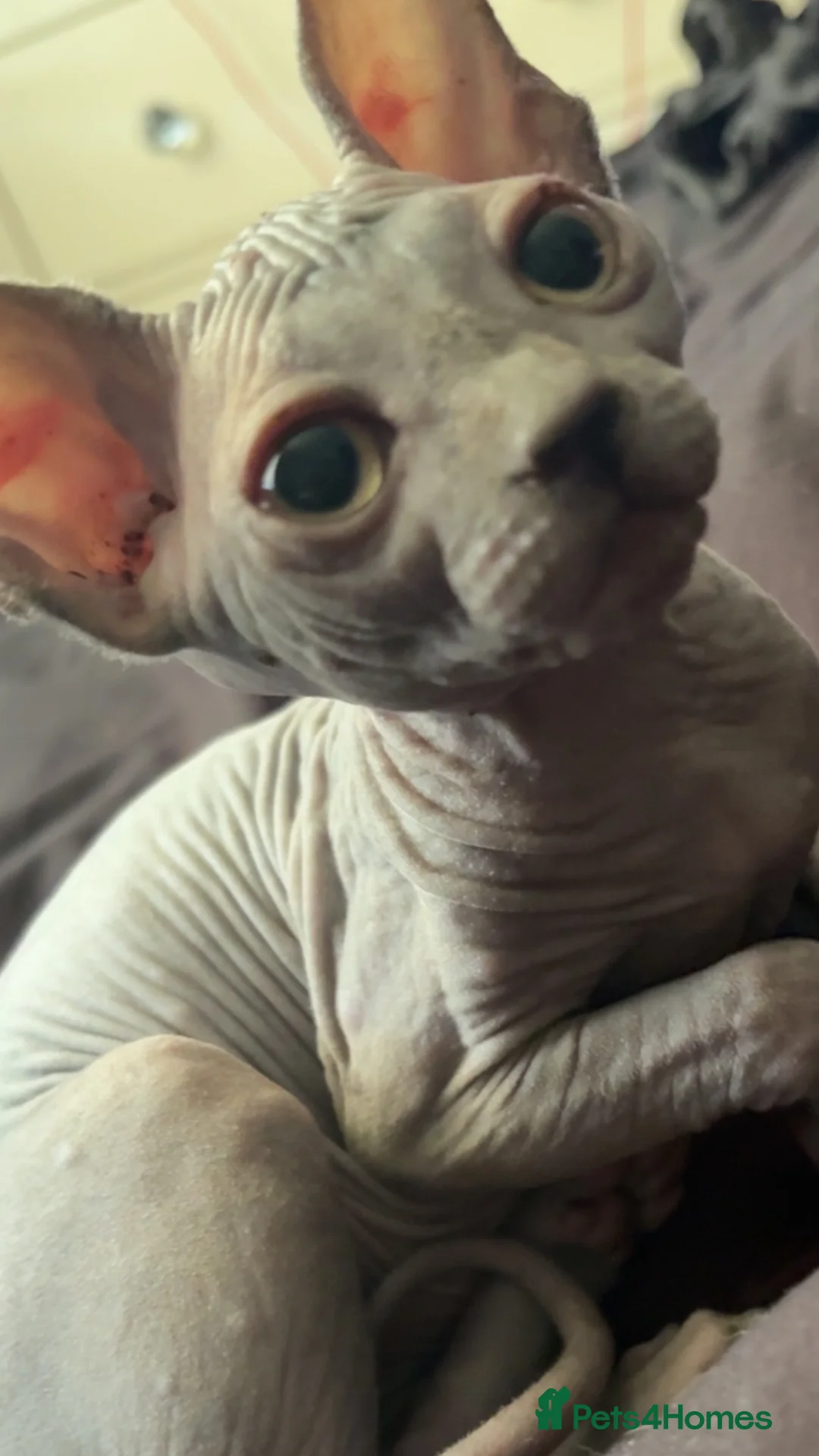 Sphynx cats for sale: Sphynx female  - Advert 2