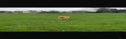 Labrador Retriever dogs for sale: Kc registered, fully health tested, Bitch.  - Advert 4