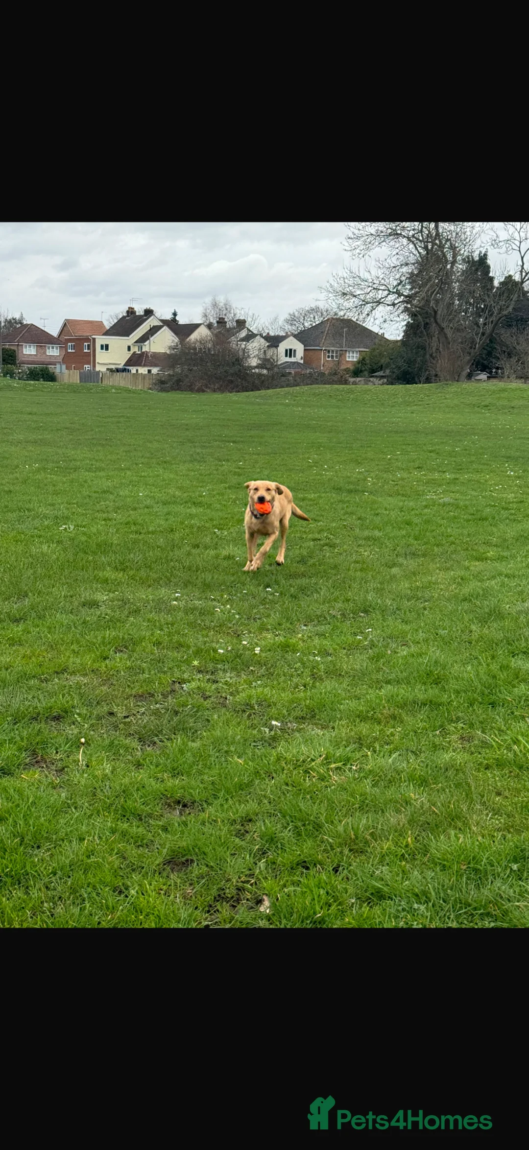 Labrador Retriever dogs for sale: Kc registered, fully health tested, Bitch.  - Advert 4
