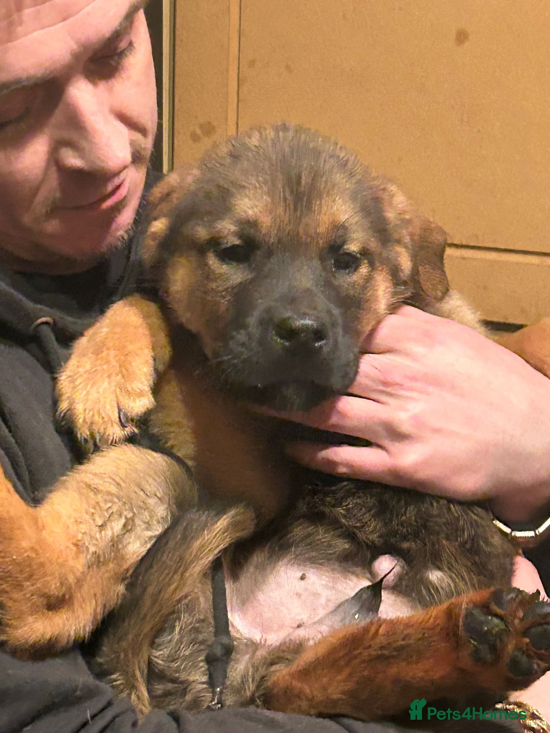 Mixed Breed dogs for sale: Masakiweiler pups - Advert 11