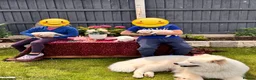 Samoyed dogs for sale: Bundle of joy 3 Puppy - Advert 14